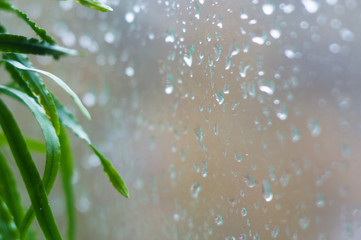 house plants and raindrops on the window glass