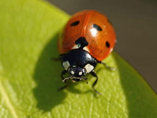 Fototapeta premium Seven-spot ladybird (Coccinella septempunctata)