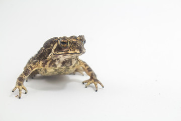 Fototapeta premium Toad Amphibian White Background form phuket Thailand