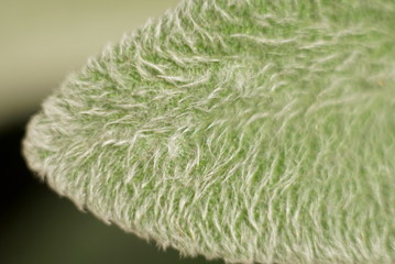macro of a hairy leaf 