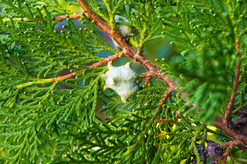 Incense cedar tree Calocedrus decurrens branch close up.