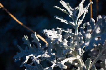 Silver dust Cineraria maritima in the garden, close up.