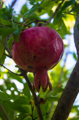 pomegranate fruit on a branch, close up
