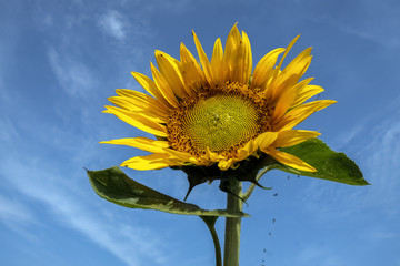 Sonnenblume und Himmel