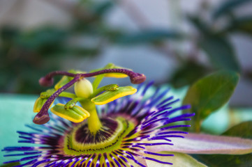 passion flower Passiflora caerulea Passionflower against green garden background