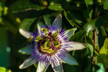 passion flower Passiflora caerulea Passionflower against green garden background