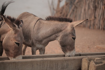 farm animals outdoors - donkeys drinking out of a stone container by a well in the Gambia, Africa
