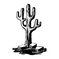 Carnegiea. Giant caguaro cacti