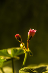 Pelargonium Geranium flowers