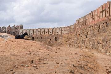 A goat overseeing a section of the walls of the 17th century Thirumayam rock fort in Tamil Nadu,...