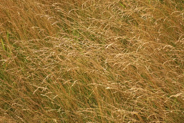 dry yellow grass