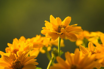 bouquet of bright yellow flowers Heliopsis helianthoides