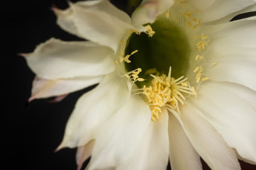 Fototapeta na wymiar Cactus echinopsis tubiflora