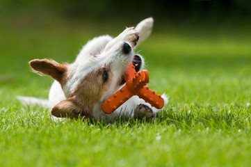 Kleiner Hund mit Hundespielzeug