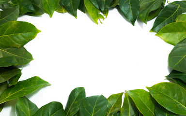 Copy space Leaves White background  Archidendron jiringa (Jack) I.C. Nielsen.