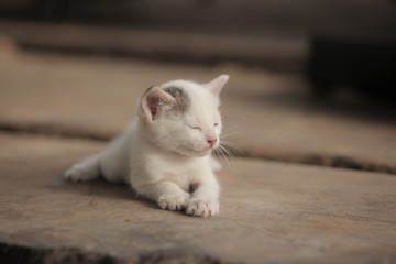close up of beautiful skinny white kitten lies down on a wooden handmade bench 