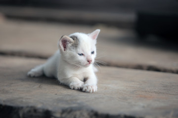 close up of beautiful skinny white kitten lies down on a wooden handmade bench 