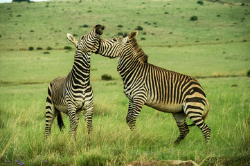 Fototapeta na wymiar Zebra playing