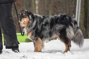 Portrait of Australian Shepherd Dog in Belgium