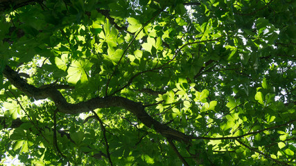 Feuille arbre