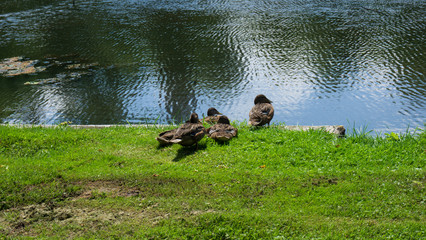 Canard lac