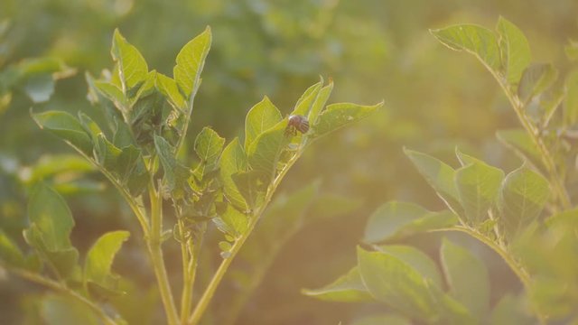Colorado potato beetle Leptinotarsa decemlineata eats a leaf of a potato plant.