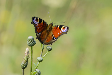 Butterfly day peacock