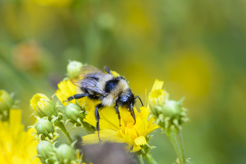 Shaggy Bumblebee collects nectar