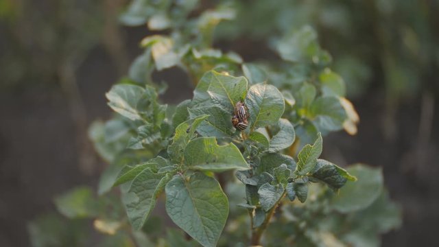 Colorado potato beetle Leptinotarsa decemlineata eats a leaf of a potato plant.