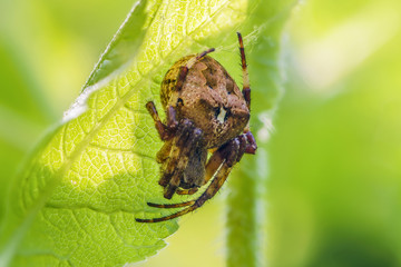 Female spider araneus angulatus