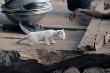beautiful skinny white kitten standing on a wooden handmade bench with black girls hand 