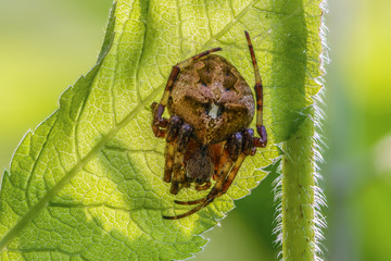 Female spider araneus angulatus