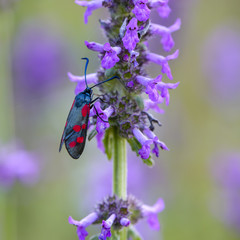 Butterfly sit on flower