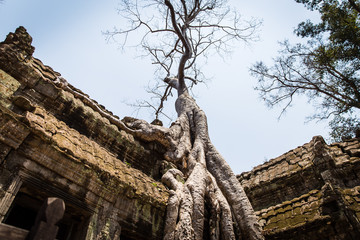Angkor Wat Cambodia Ancient temple ta nei tomb raider