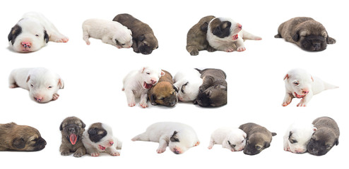Puppies are cute Thai Bangkaew dogs 1 week. White background The collection. Suitable for use in design, editing, decoration, use both print and website.