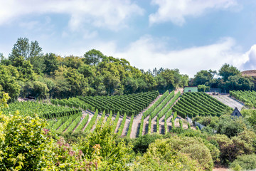 Fototapeta na wymiar Weinanbau in der Weinbauregion Saale-Unstrut