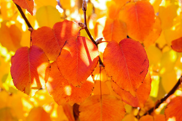 Closeup of leaves changing color in the Fall in Arizona