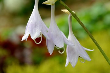 Delicate  flowers  hosta in the garden close-up.