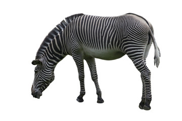 Fototapeta na wymiar Zebra on White