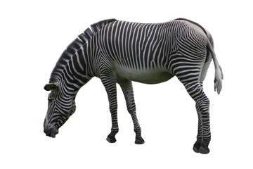 Zebra on White