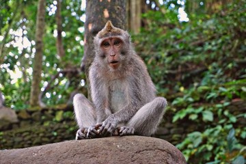 Affe im Ubud Monkey Forest