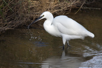 Aigrette garzette
