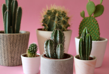 Several cactus plants in cement and white pots isolated on colorful, pastel pink background.