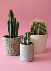 Several cactus plants in cement and white pots isolated on colorful, pastel pink background