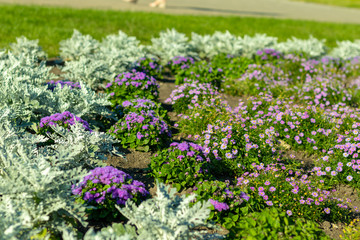 Obraz premium Flowers in the park, low depth of the river