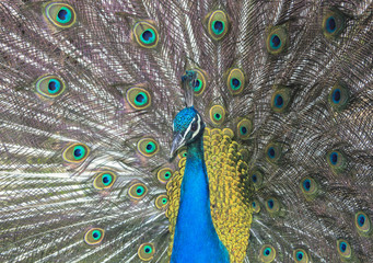 Obraz premium Peacock, spreading its beautiful feathers.