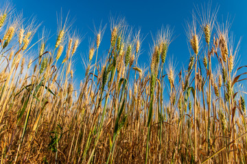 Obraz premium Gold ripe wheat field and blue sky