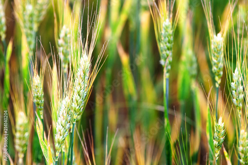 Agricultural Background With Ripe Spikelets Of Wheat Rural