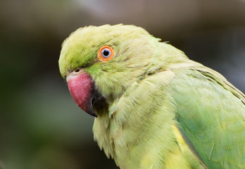Green parrot portrait 