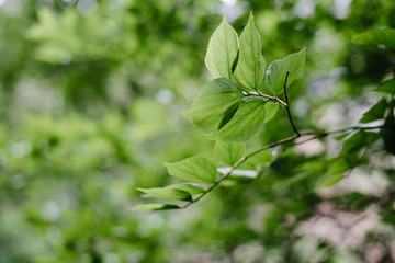 Fototapeta na wymiar Leaves